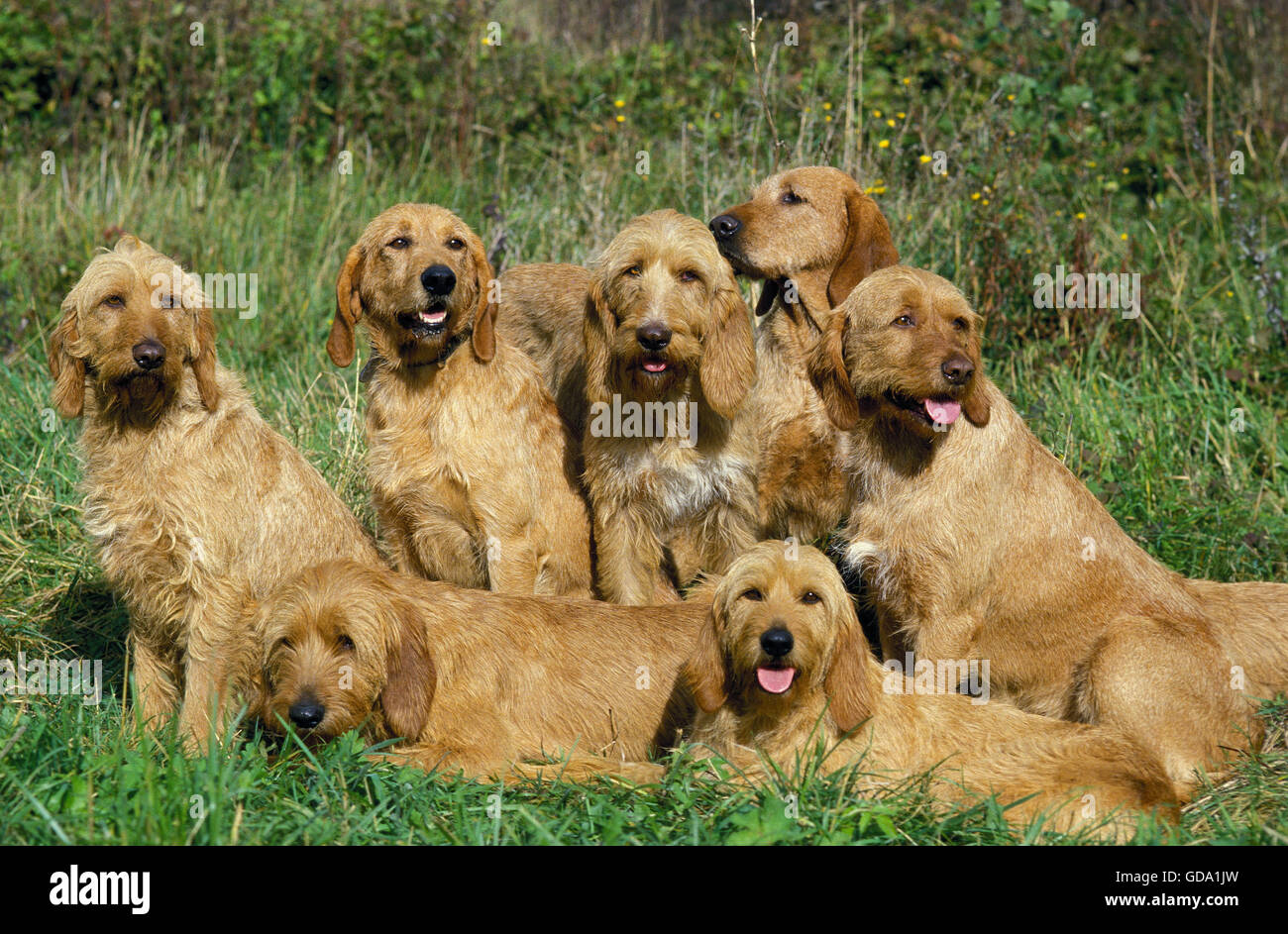 FAWN BRITTANY GRIFFON OR GRIFFON FAUVE DE BRETAGNE DOG, PACK OF ADULTS Stock Photo