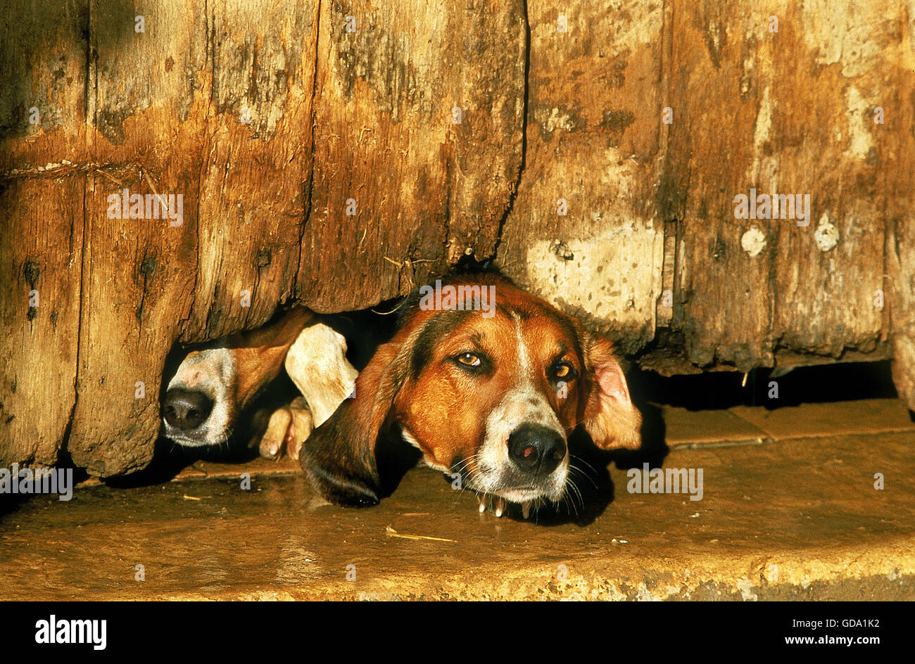 Great Anglo-French White and Orange Hound, Dog Guarding House Stock Photo