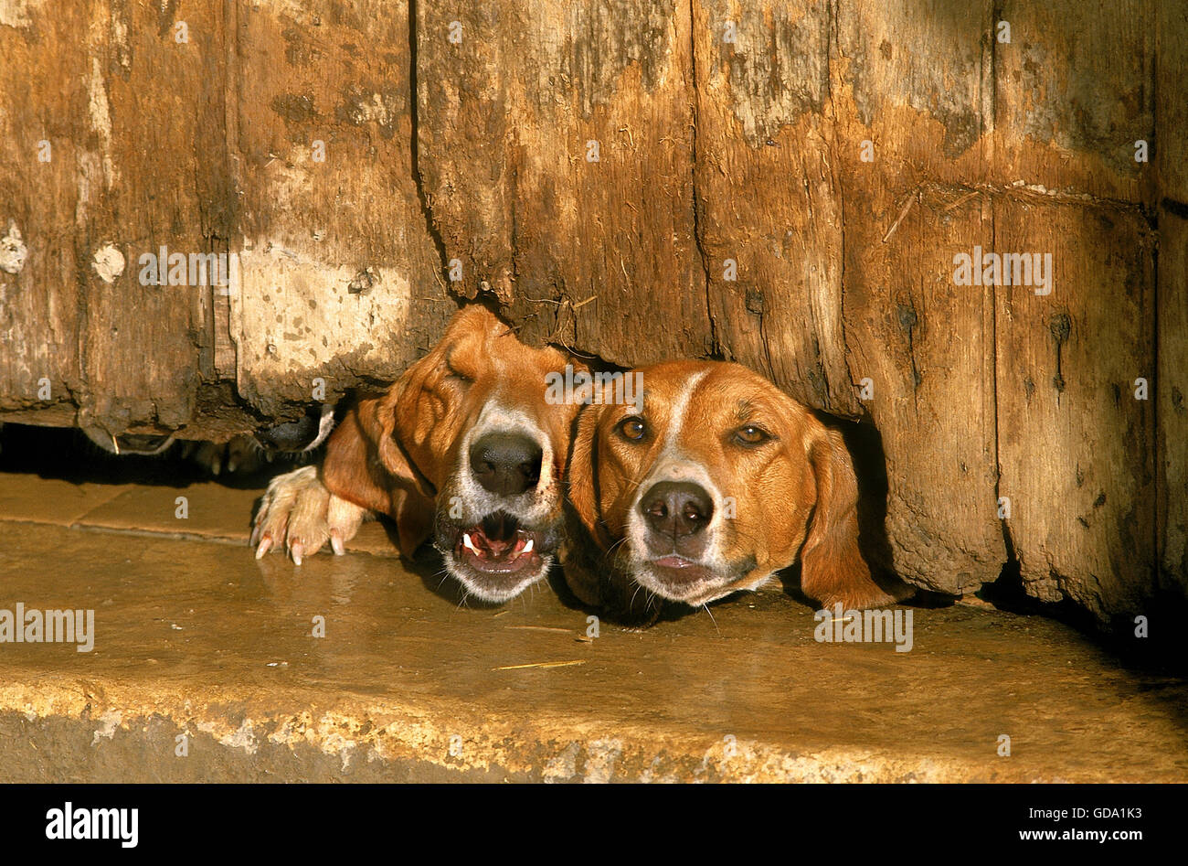 GREAT ANGLO-FRENCH WHITE AND ORANGE HOUND, DOGS BARKING, GARDING HOUSE Stock Photo
