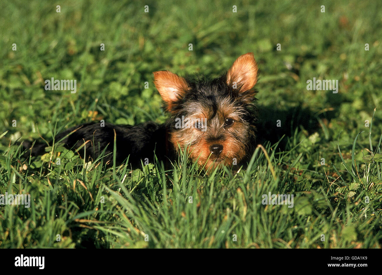 SILKY TERRIER, PUPPY LAYING DOWN IN GRASS Stock Photo