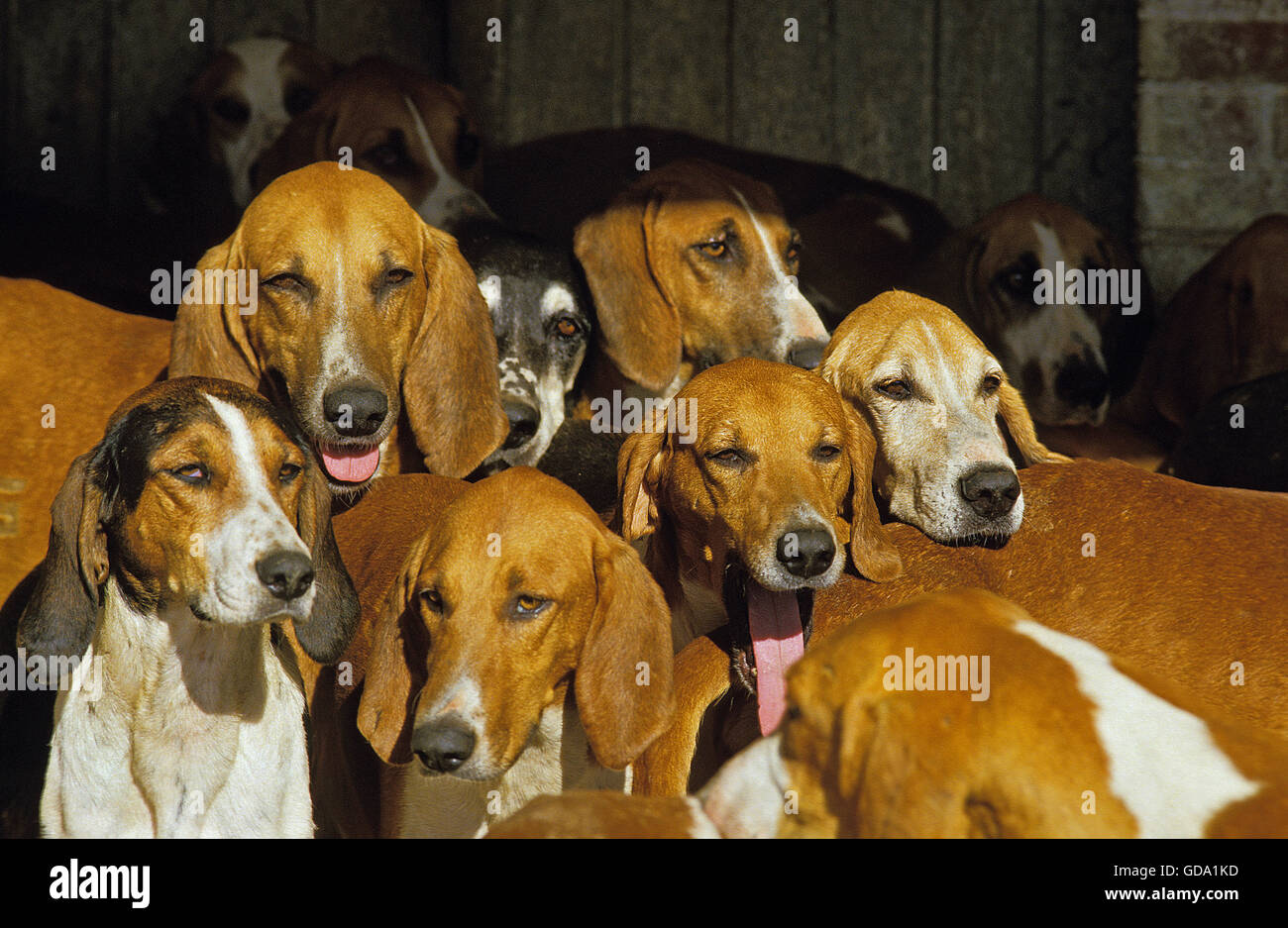 GREAT ANGLO-FRENCH WHITE AND ORANGE HOUND, PACK OF ADULTS Stock Photo