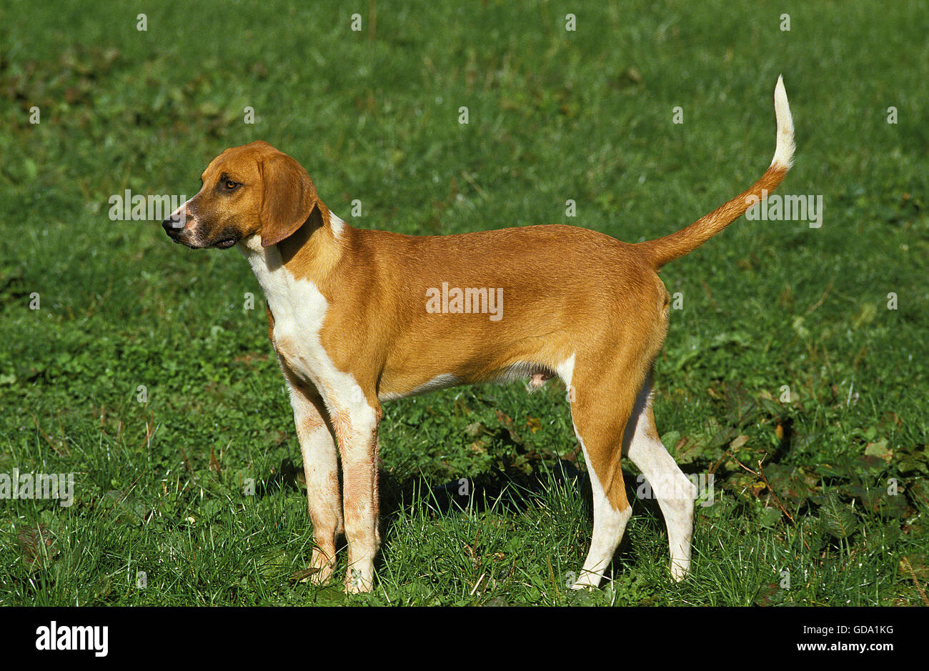 GREAT ANGLO-FRENCH WHITE AND ORANGE HOUND, MALE STANDING ON GRASS Stock Photo