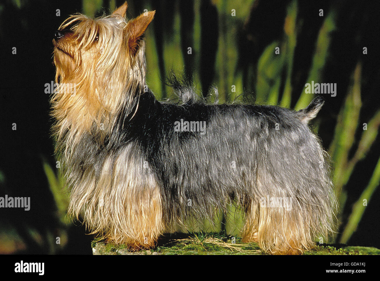 SILKY TERRIER, ADULT Stock Photo