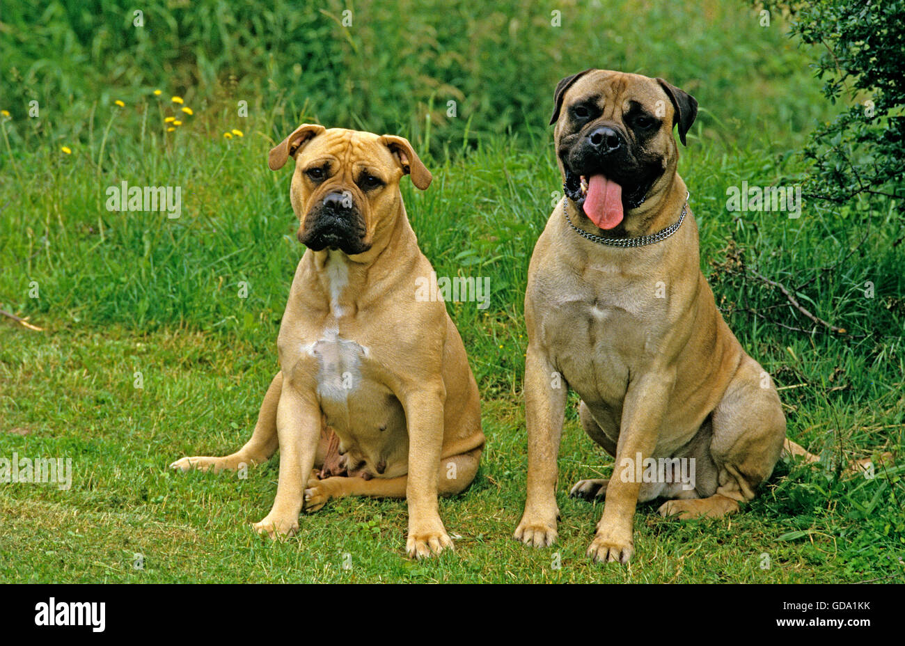 Mastiff and Bullmastiff Dog sitting on Grass Stock Photo - Alamy
