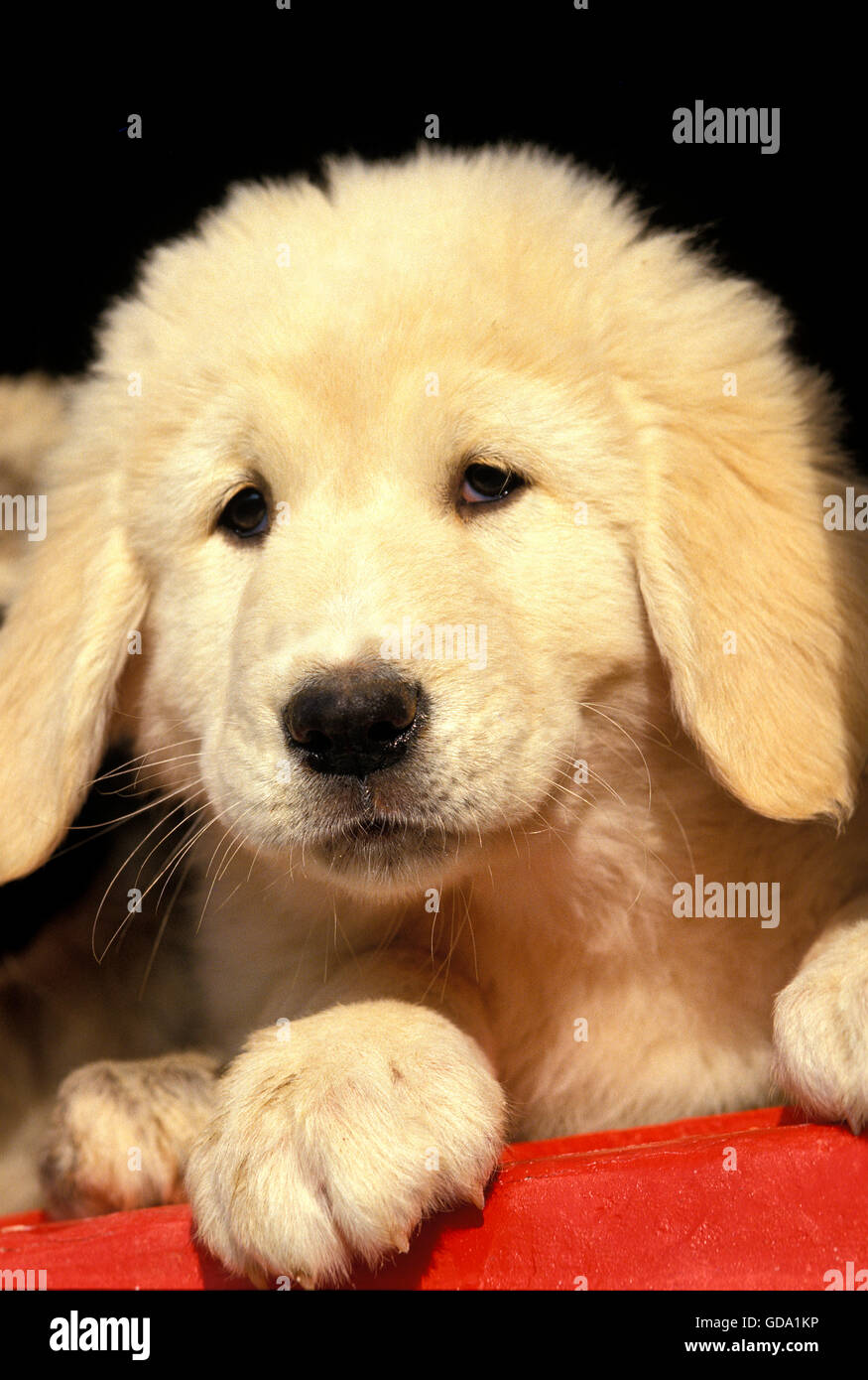 Anatolian Shepherd Dog, Portrait of Pup Stock Photo