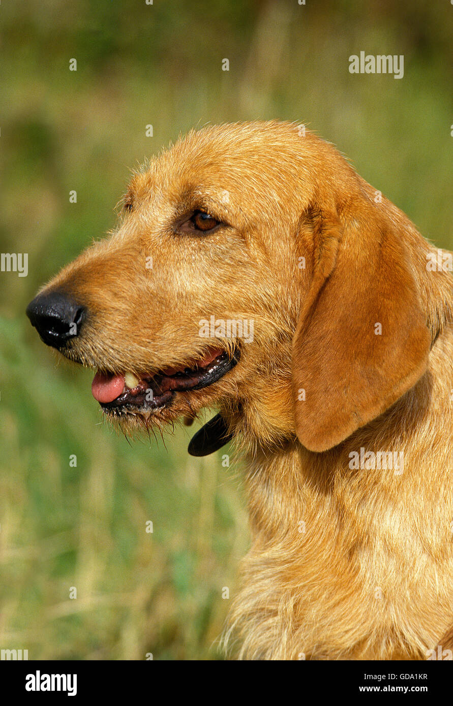 FAWN BRITTANY GRIFFON OR GRIFFON FAUVE DE BRETAGNE DOG, PORTRAIT OF ADULT Stock Photo
