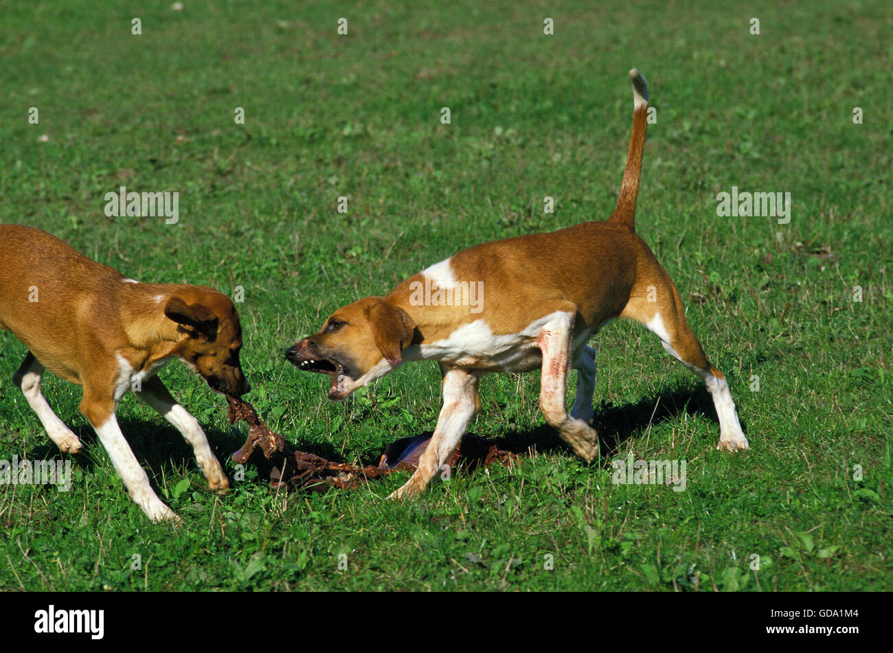 Great Anglo-French White and Orange Hound, Dog eating Game animal Stock Photo