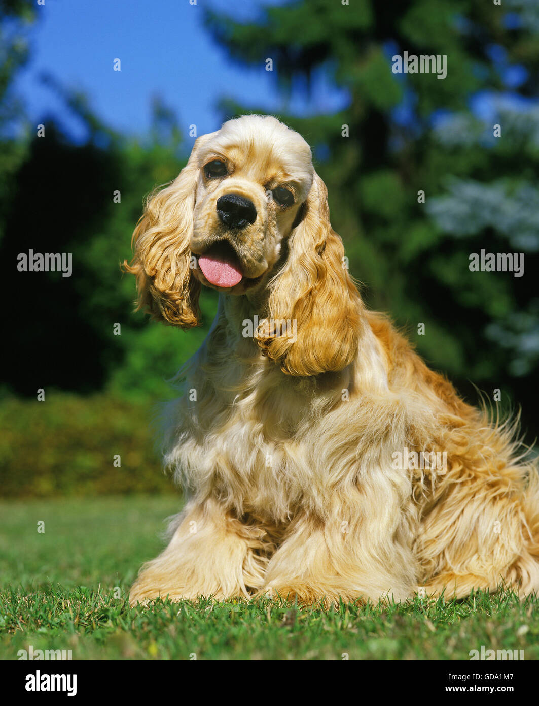 American Cocker Spaniel, Dog sitting on Grass Stock Photo