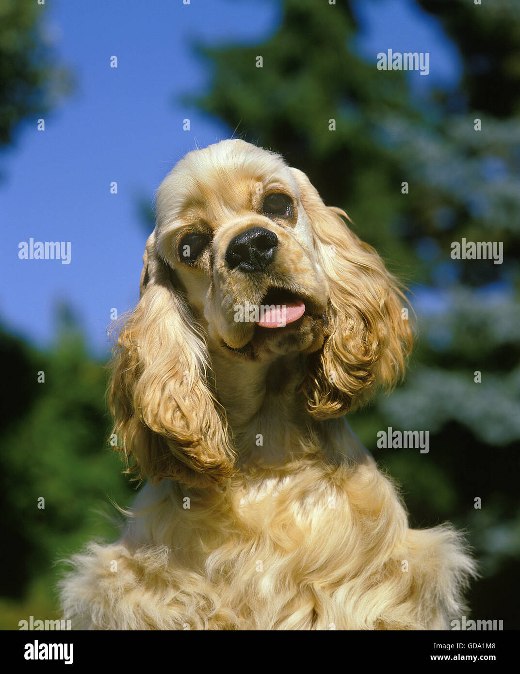 AMERICAN COCKER SPANIEL, HEAD OF ADULT Stock Photo