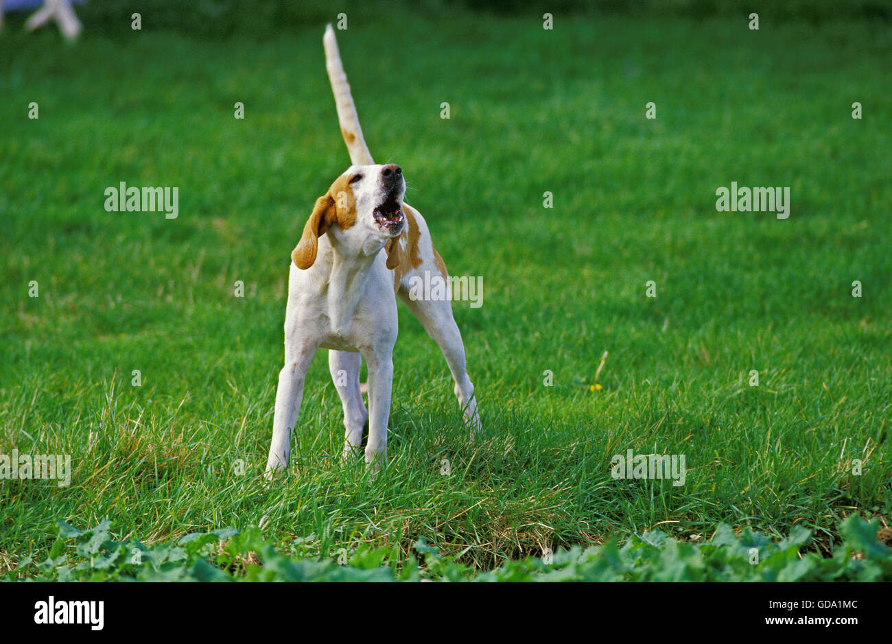 Great Anglo-French White and Orange Hound, Adult Barking Stock Photo