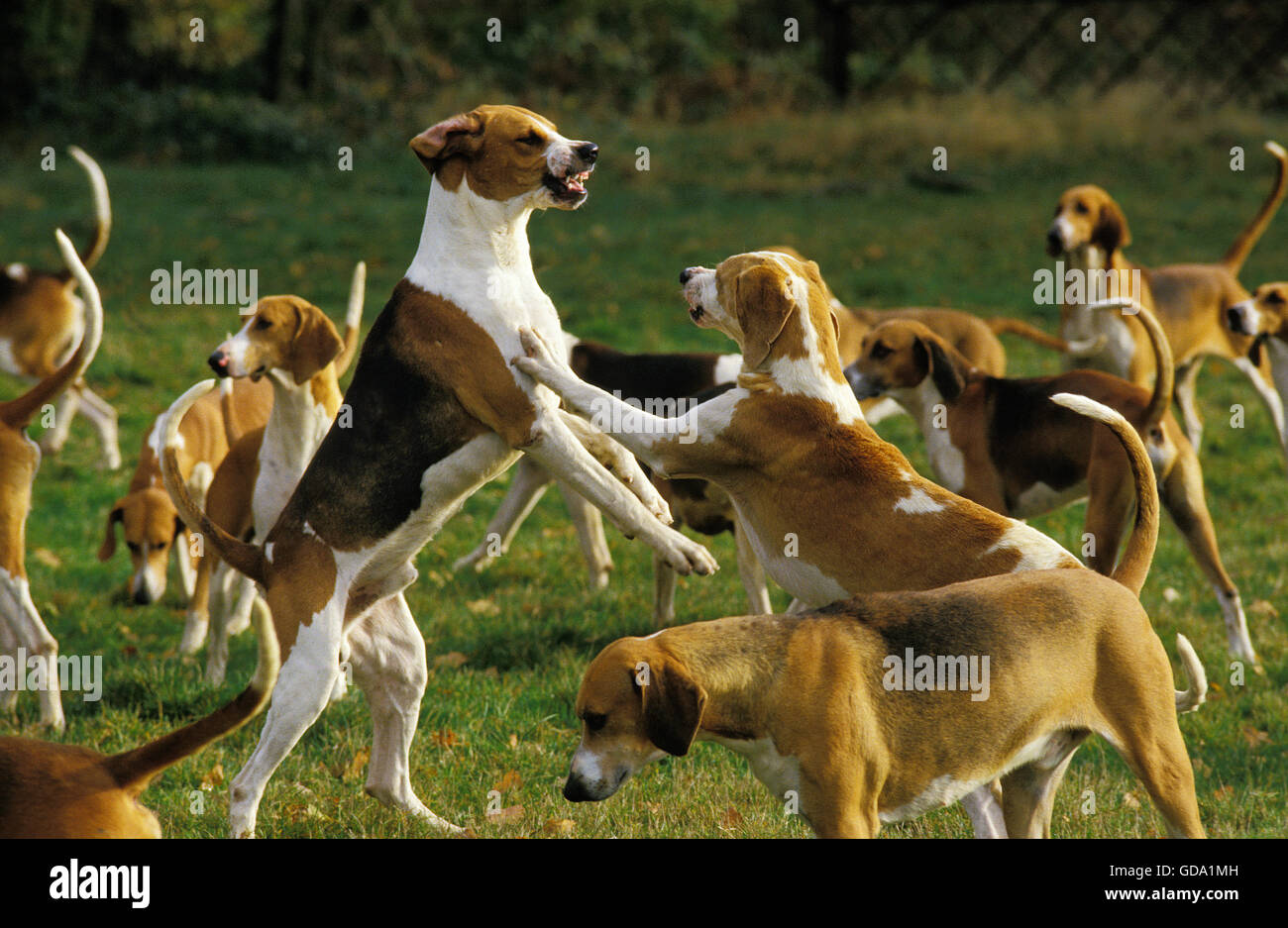 Great Anglo-French Tricolour Hound with Great Anglo-French White and Orange Hound, Pack Stock Photo