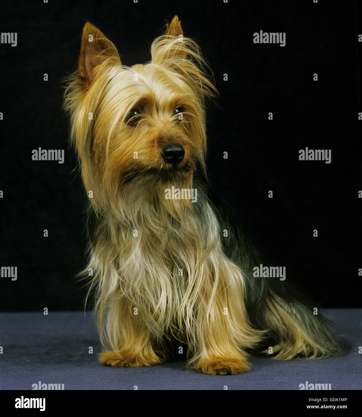 Silky Terrier sitting against Black Background Stock Photo