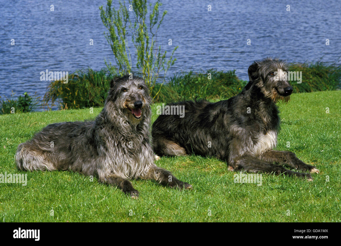 Scottish Deerhound, Dogs on Grass near Lake Stock Photo