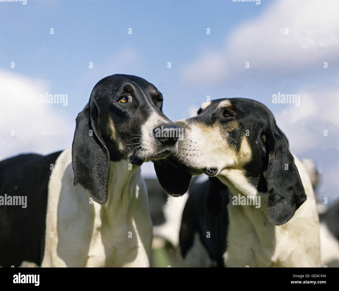Great Anglo-French White and Black Hound, Portrait against Blue Sky Stock Photo