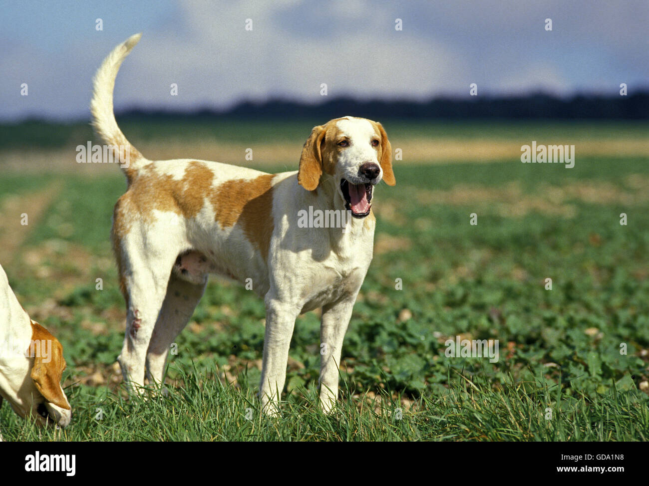 White and Orange Great Anglo French Hound, Male Stock Photo