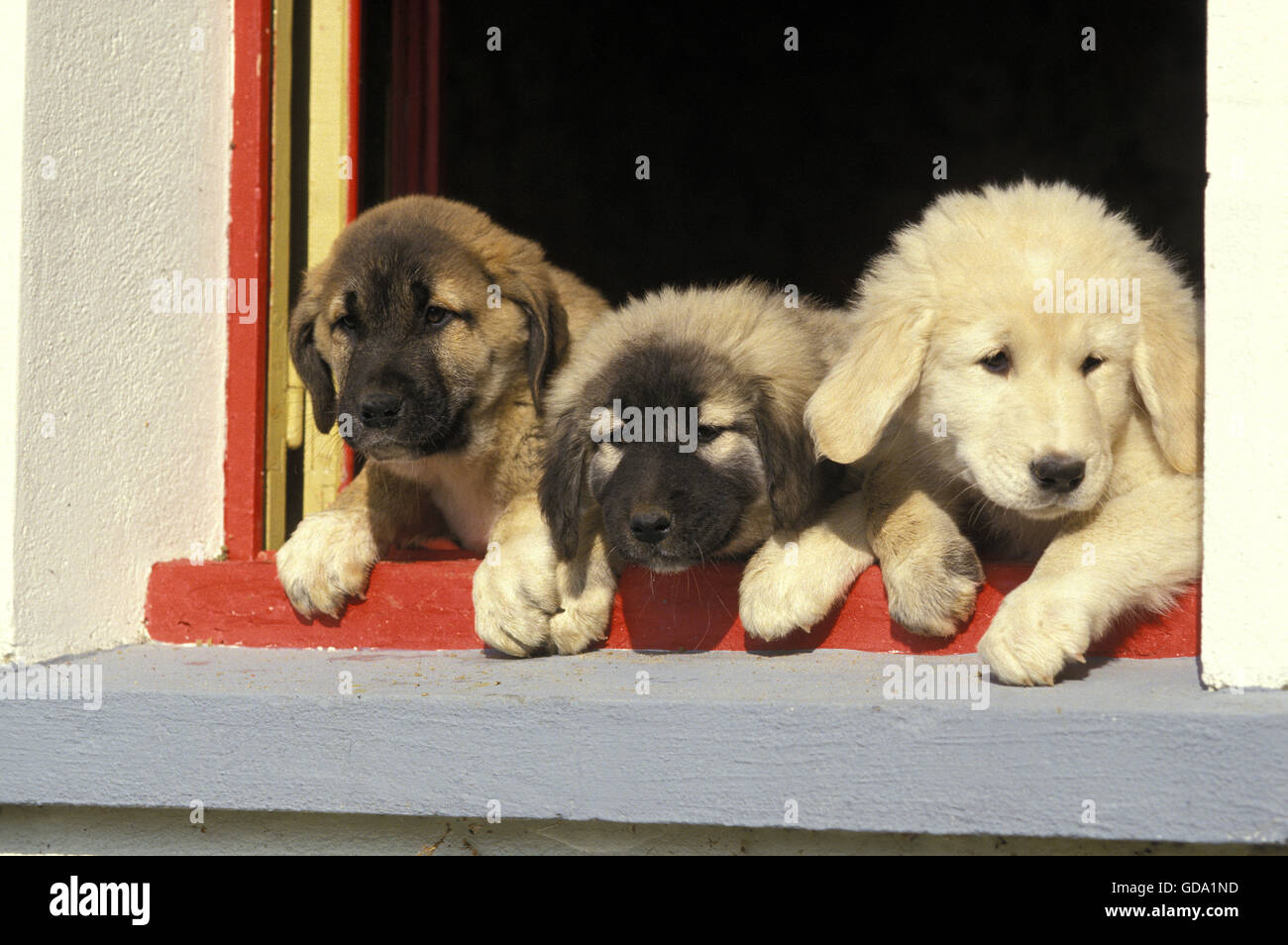Anatolian Shepherd Dog, Pup at Window Stock Photo