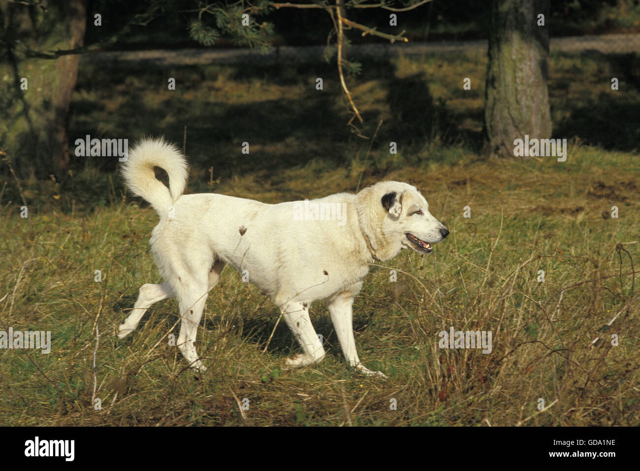 Anatolian Shepherd Dog or Coban Kopegi Stock Photo - Alamy