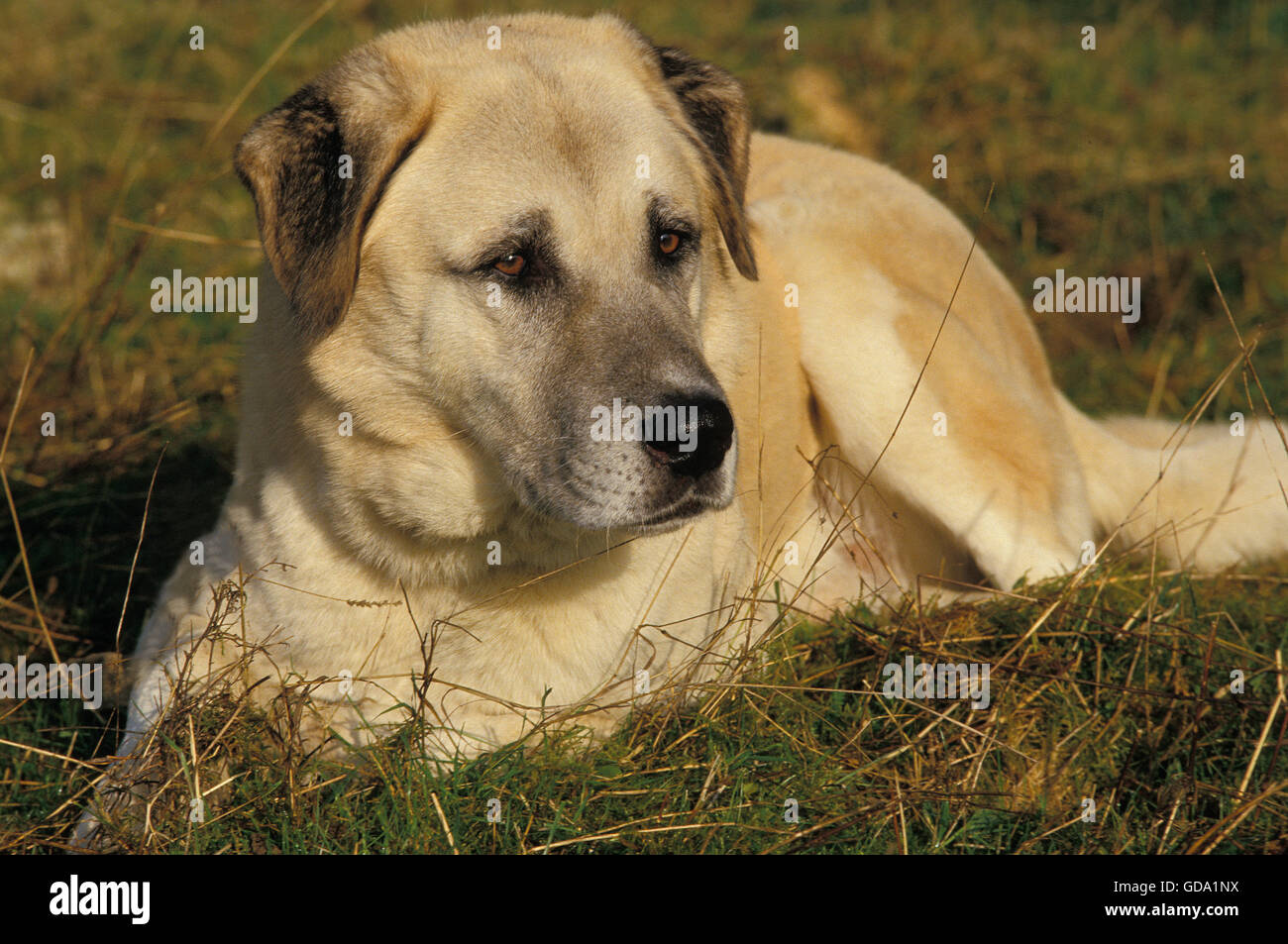 Anatolian Shepherd Dog, Adult laying on Grass Stock Photo