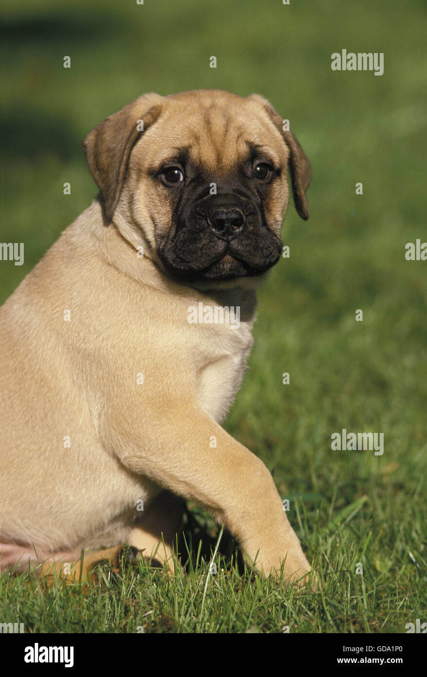 Bullmastiff Dog, Pup sitting on Grass Stock Photo