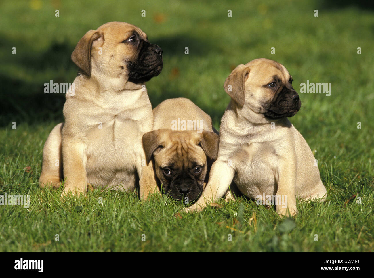 Bullmastiff Dog, Puppies sitting on Grass Stock Photo