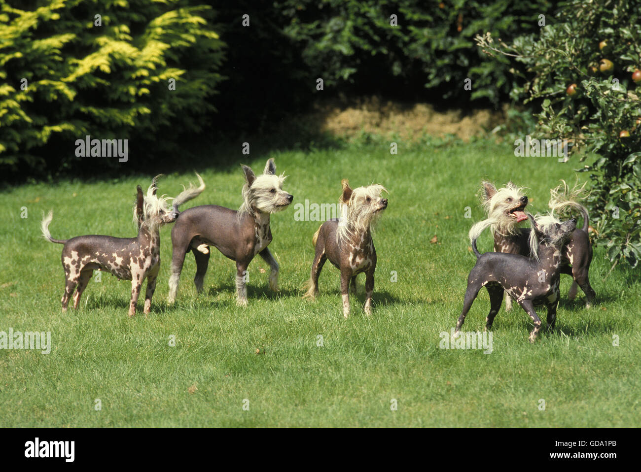 Chinese Crested Dog standing on Grass Stock Photo