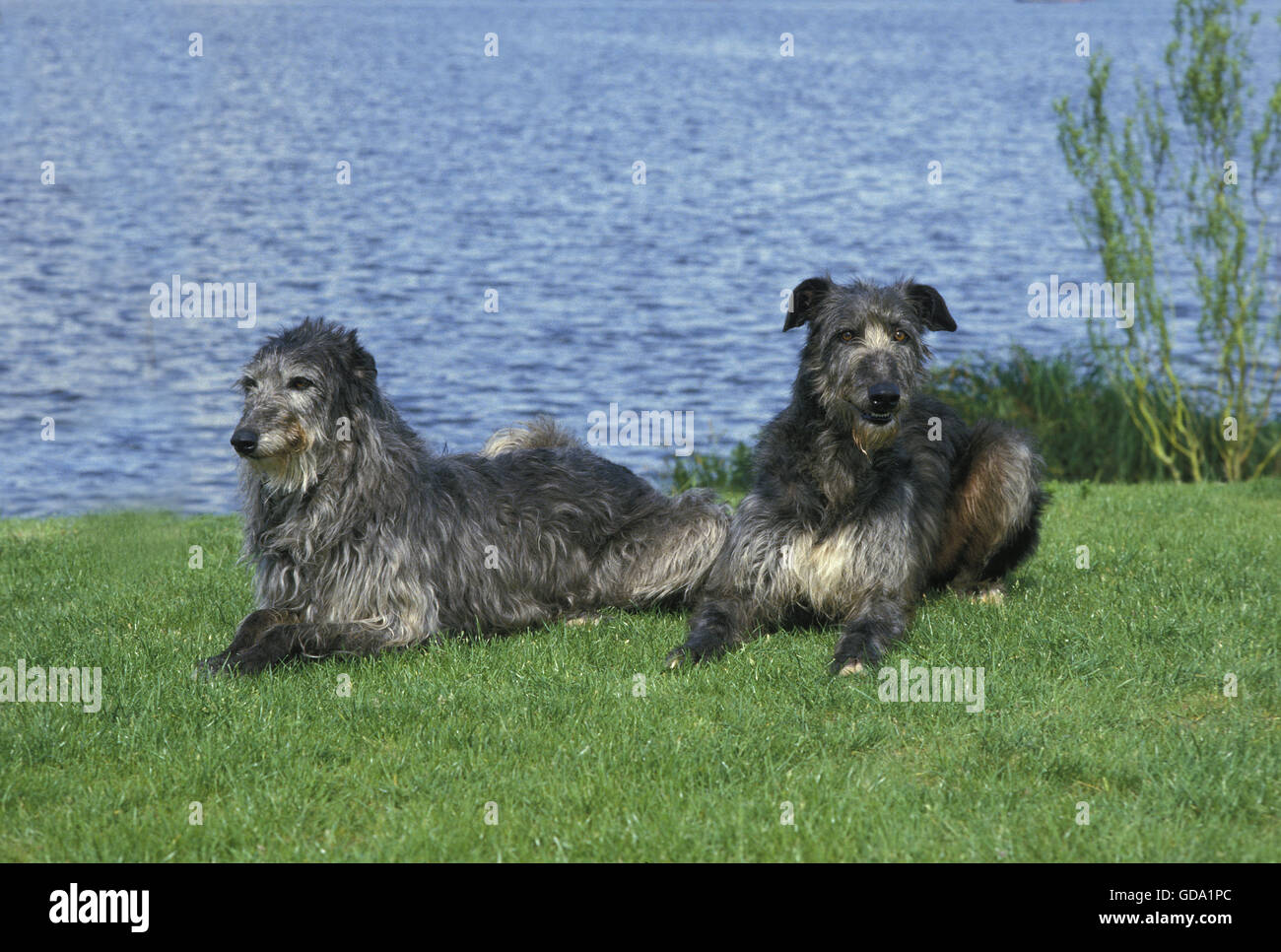 Scottish Deerhound, Dogs laying near Water Stock Photo