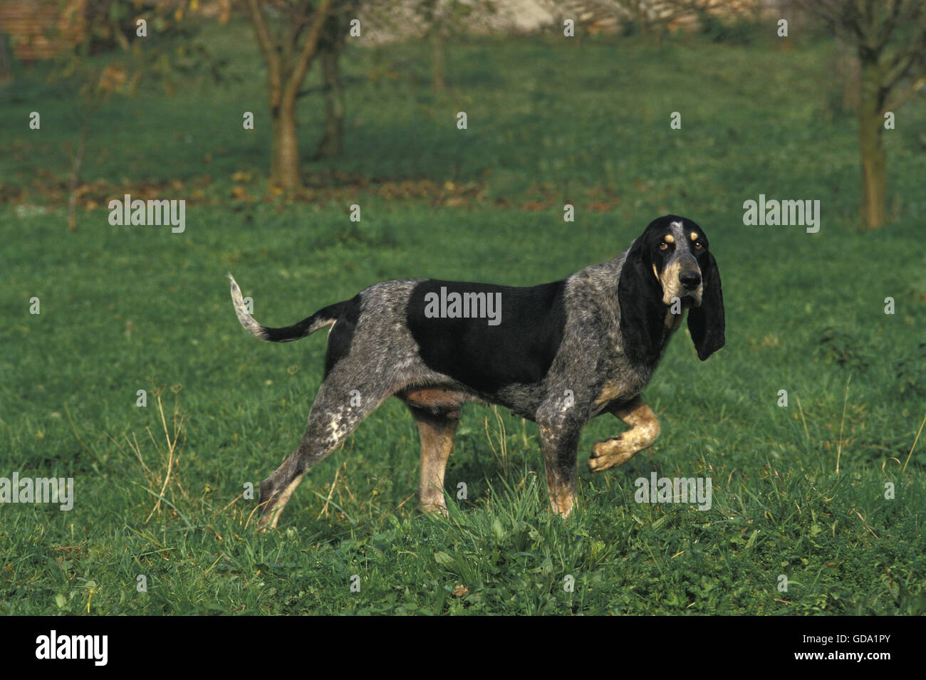 Little Blue Gascony Hound, Male Dog standing on Grass Stock Photo