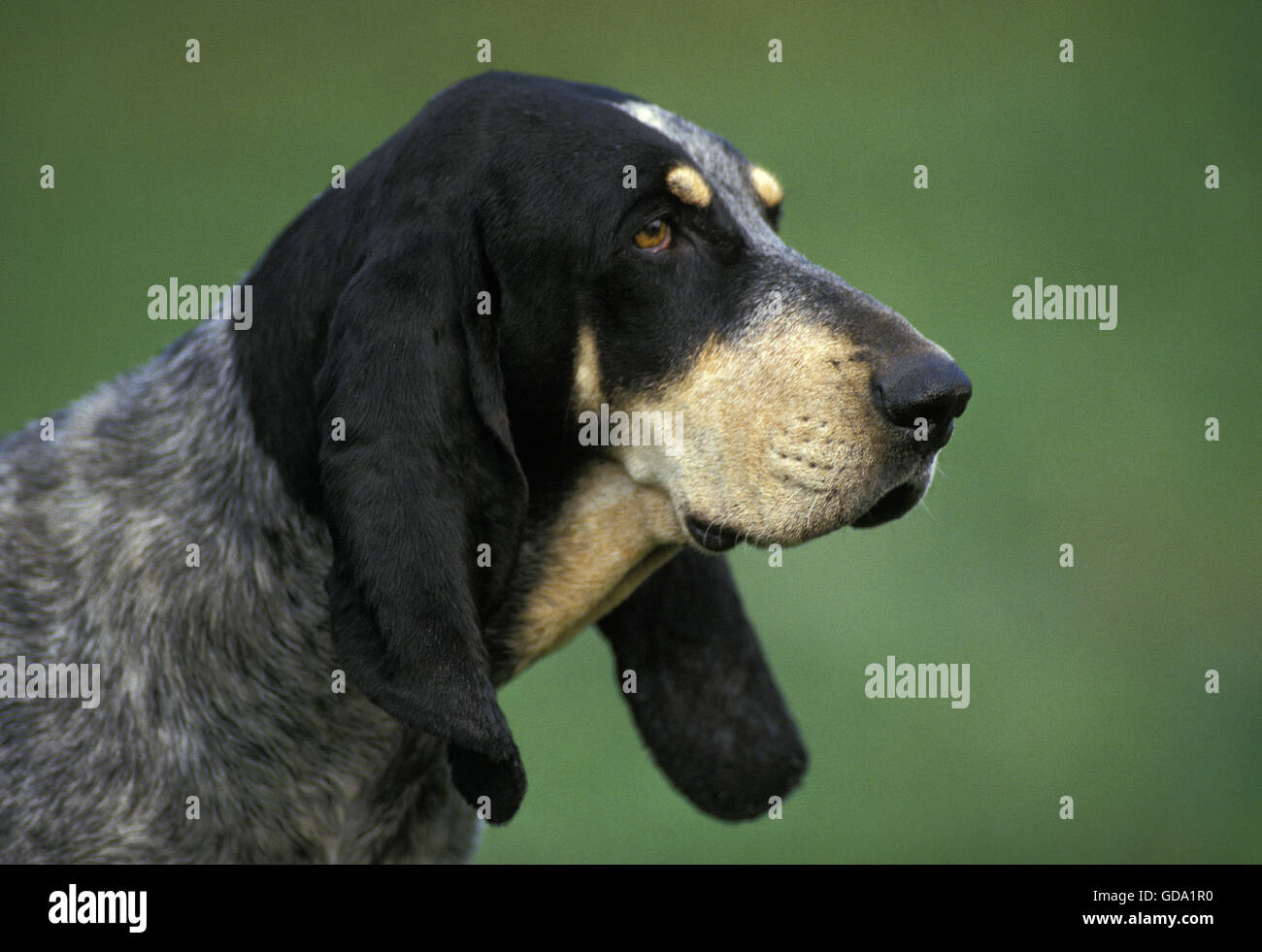 Little Blue Gascony Hound, Portrait of Dog Stock Photo