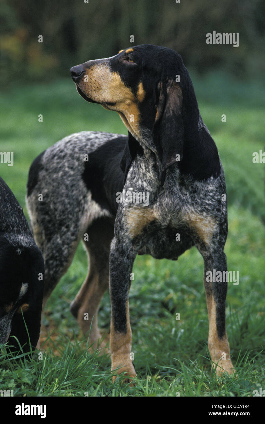 Little Blue Gascony Hound, Dog standing on Grass Stock Photo