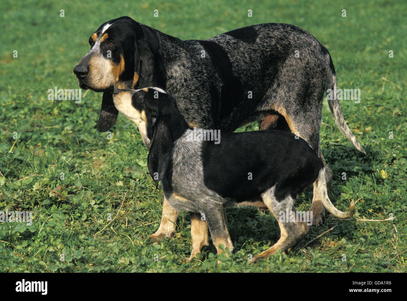 Little Blue Gascony Hound Dog, Male with Pup  standing on Grass Stock Photo
