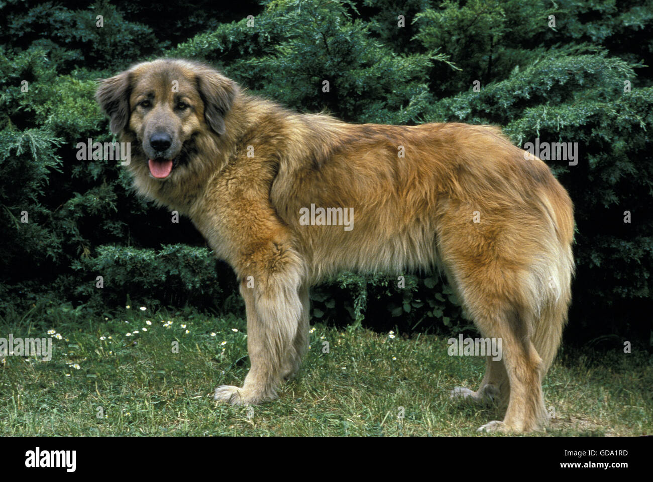 Cao Da Serra Da Estrela, Portugese Mountain Dog Stock Photo