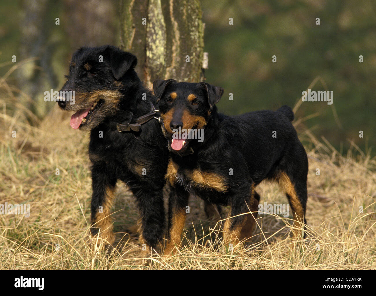Jagd Terrier Dog Stock Photo
