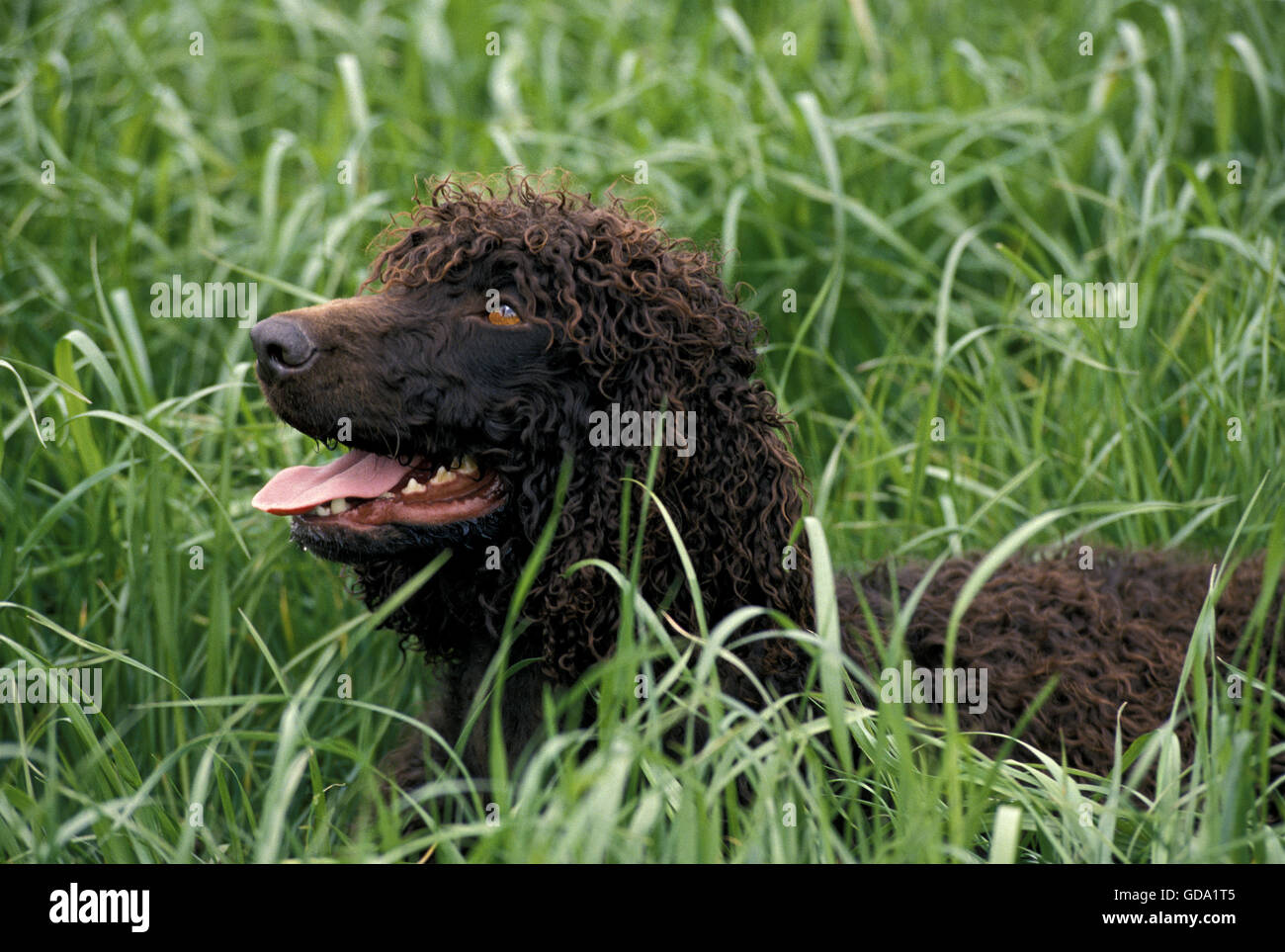 Irish Water Spaniel Dog, Adult standing in Long Grass Stock Photo