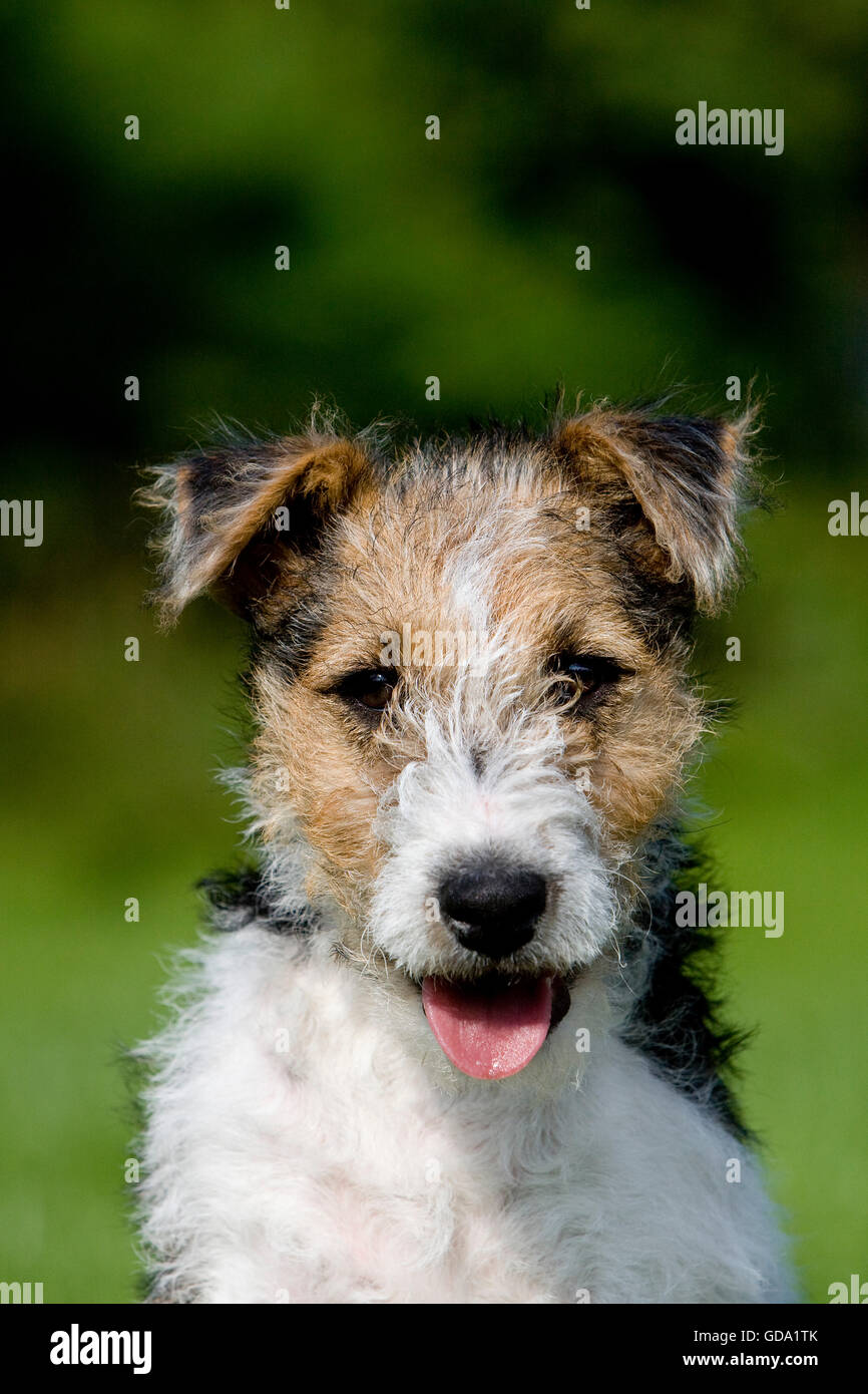 WIRE-HAIRED FOX TERRIER PUPPY Stock Photo