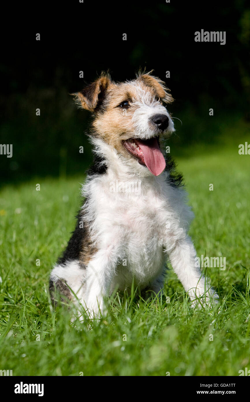 WIREHAIRED FOX TERRIER PUPPY Stock Photo Alamy WIREHAIRED FOX TERRIER PUPPY Stock Photo Alamy