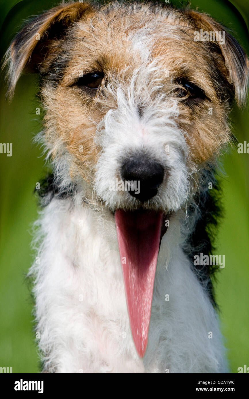 WIRE-HAIRED FOX TERRIER Stock Photo