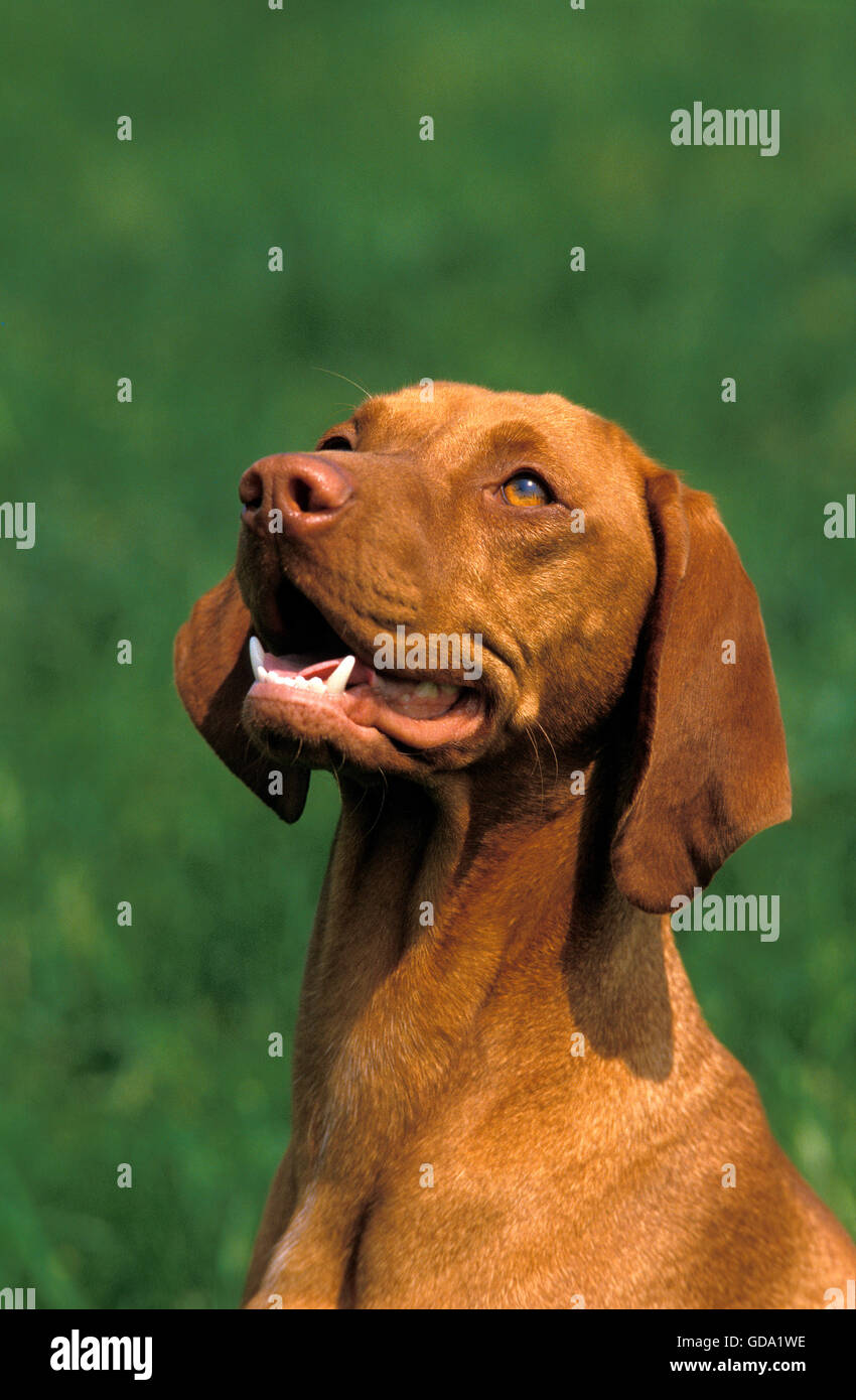 HUNGARIAN POINTER OR VIZSLA DOG, PORTRAIT OF ADULT Stock Photo