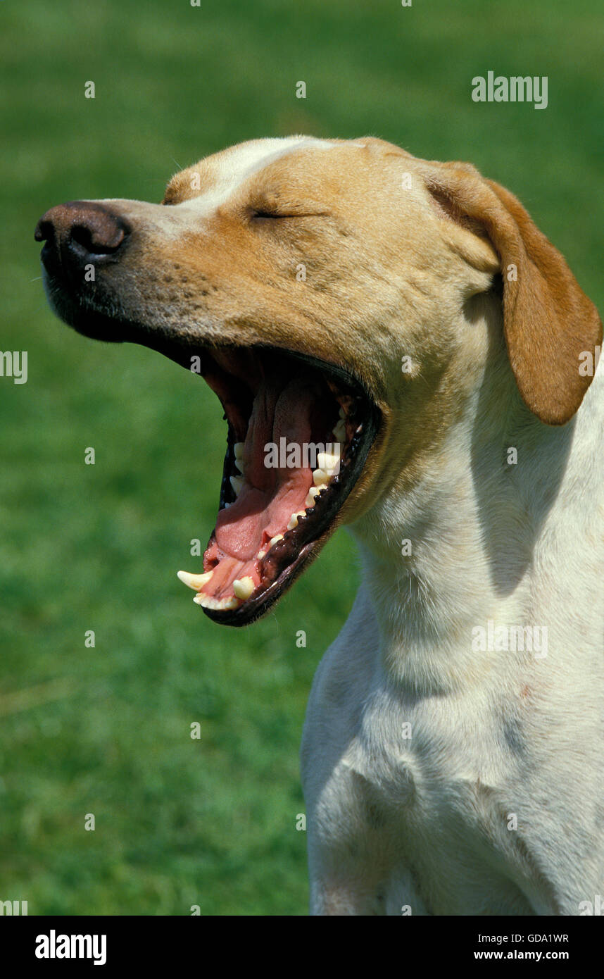 POINTER DOG, ADULT YAWNING Stock Photo