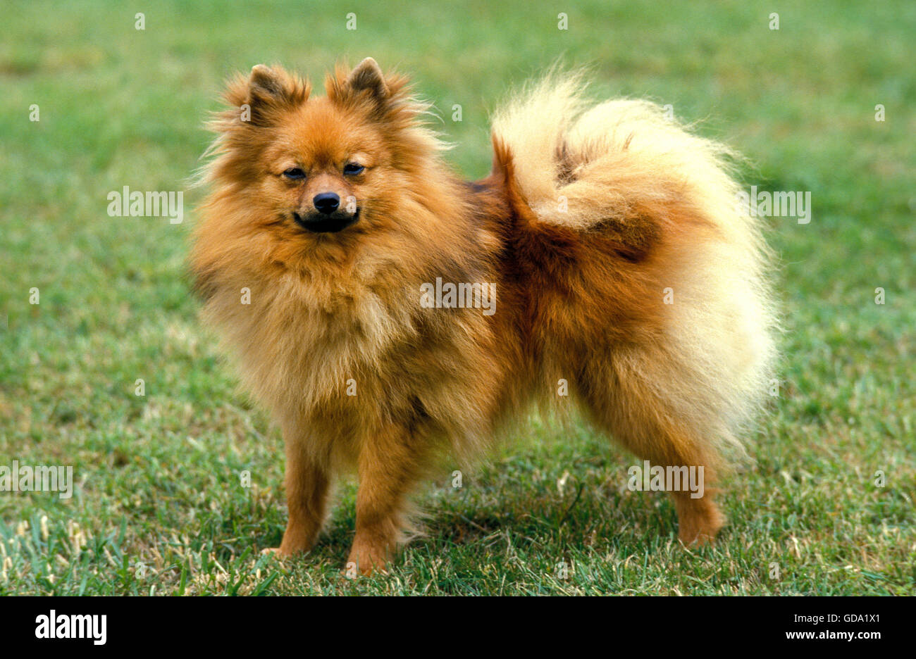 MINIATURE GERMAN SPITZ DOG, ADULT STANDING ON GRASS Stock Photo