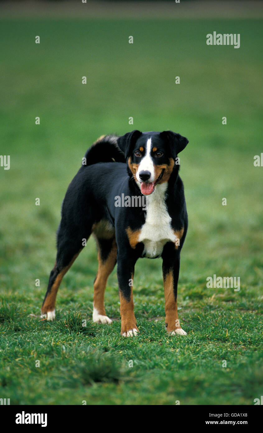 APPENZELL MOUNTAIN DOG, ADULT Stock Photo