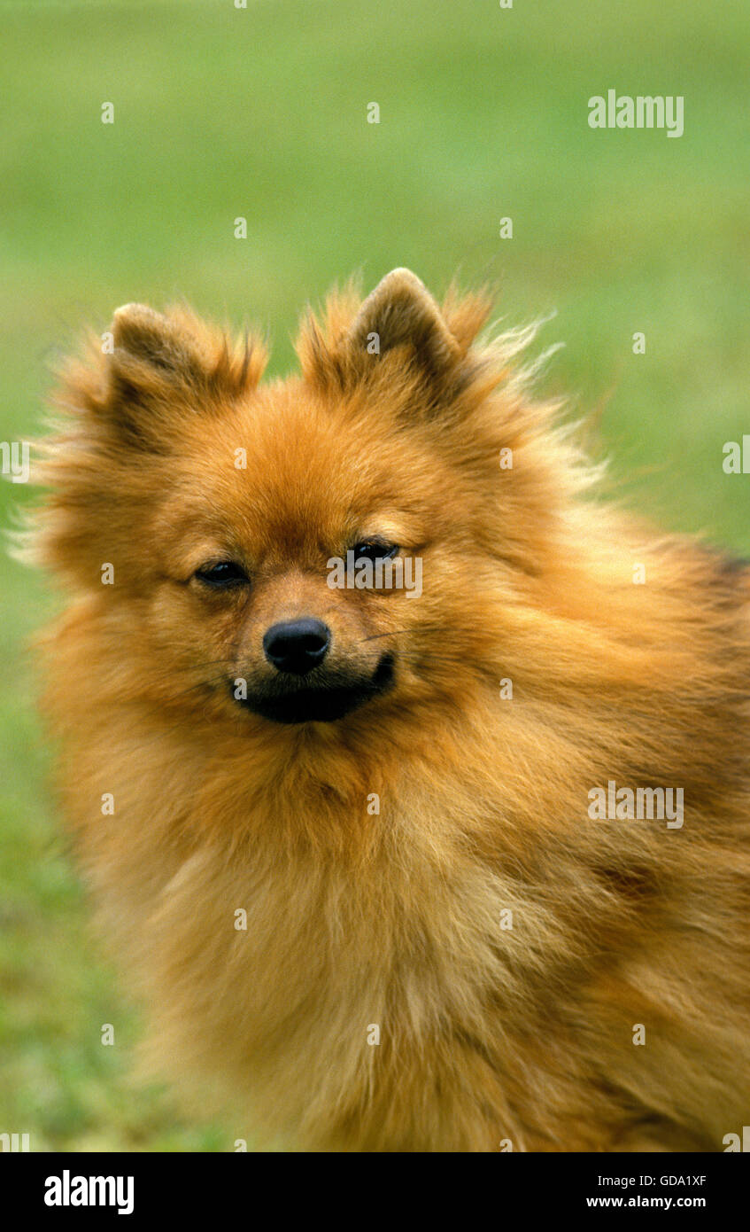 Miniature German Spitz Dog, Portrait of Adult Stock Photo