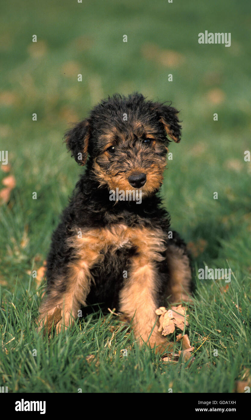 Cute airedale cheap puppies