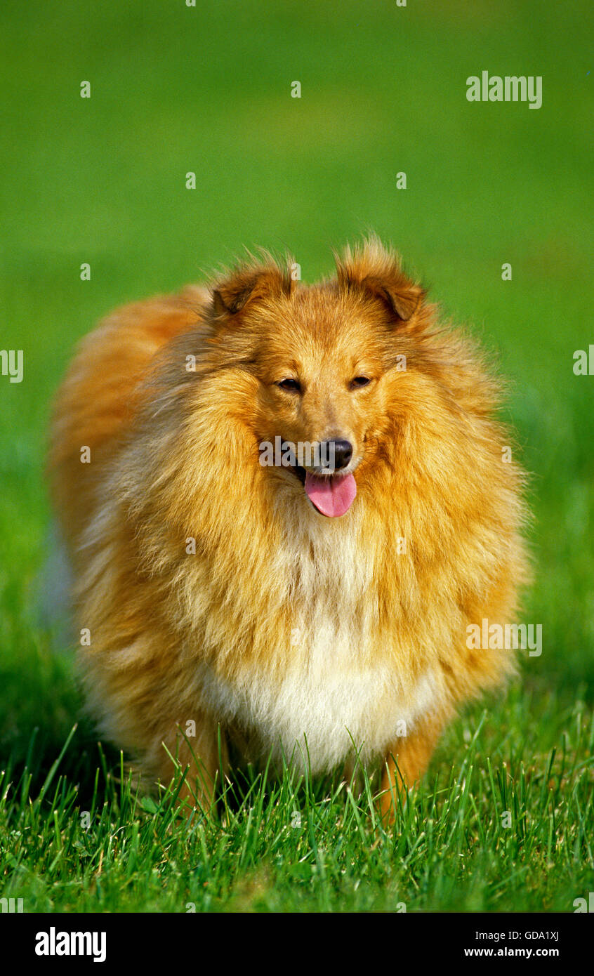 Shetland Sheepdog, Dog standing on Grass Stock Photo - Alamy