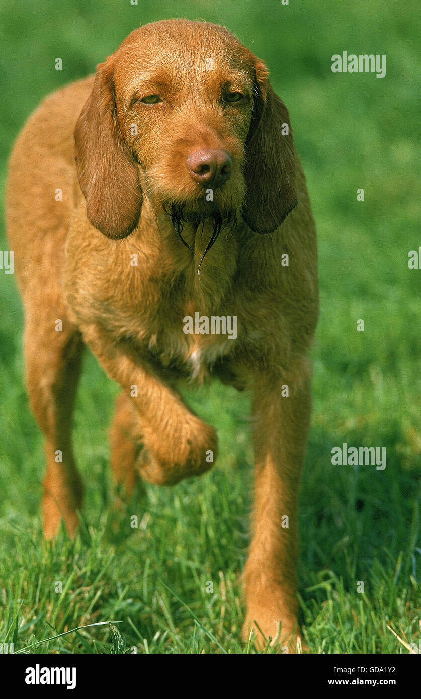 HUNGARIAN POINTER OR VIZSLA DOG, ADULT POINTING Stock Photo