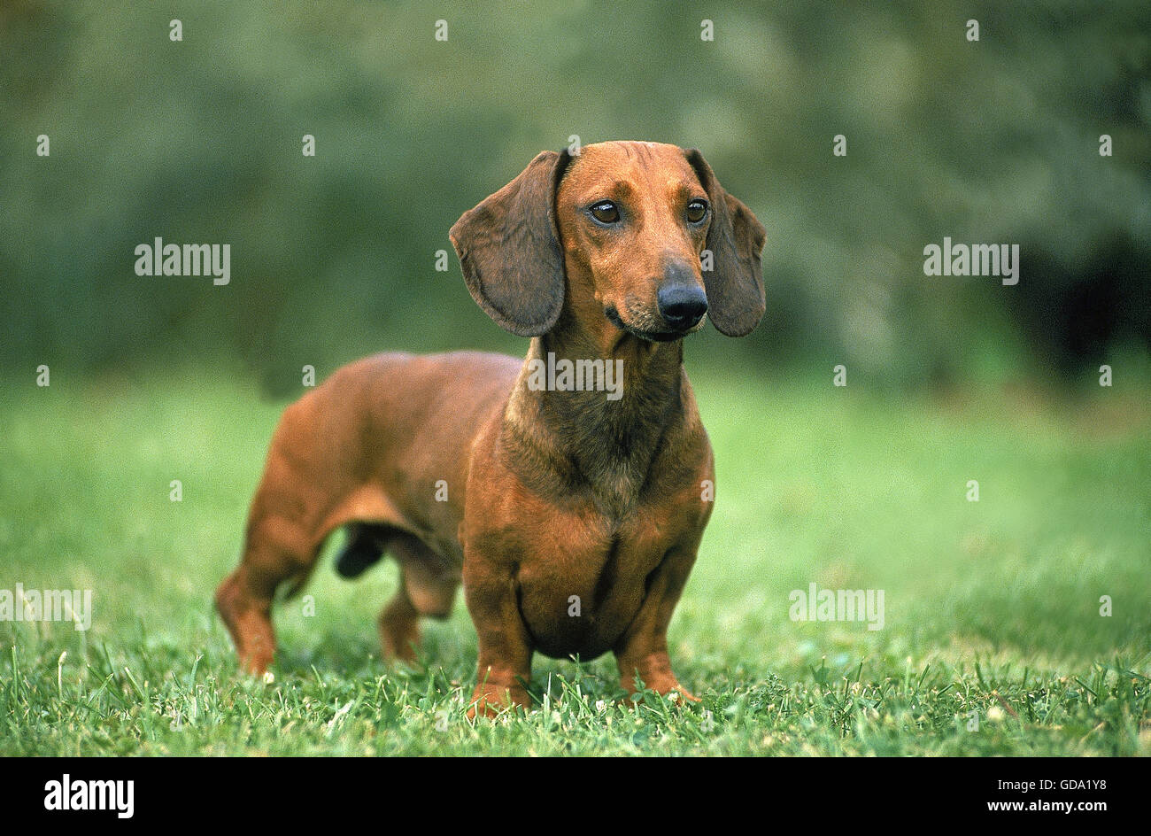 SMOOTH-HAIRED DACHSHUND, MALE STANDING ON GRASS Stock Photo