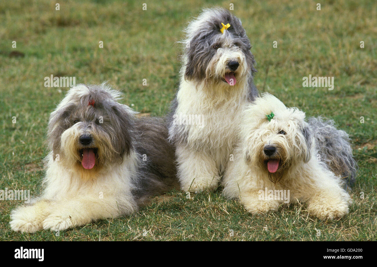 Sheepdog Inglês Velho (bobtail) Imagem de Stock - Imagem de puro,  produzido: 14317491