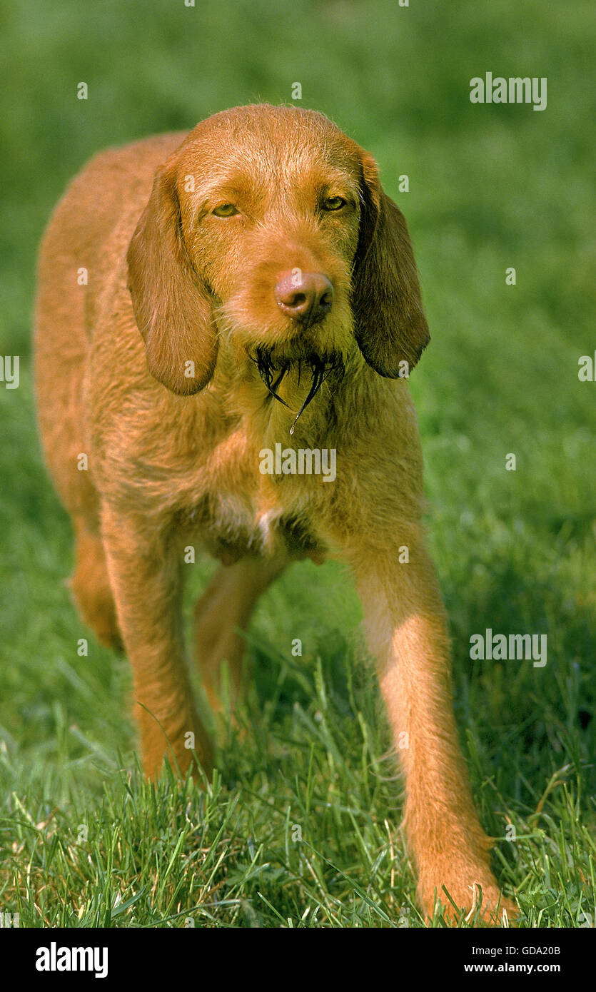Pedigree hungarian vizsla hi res stock photography and images Alamy