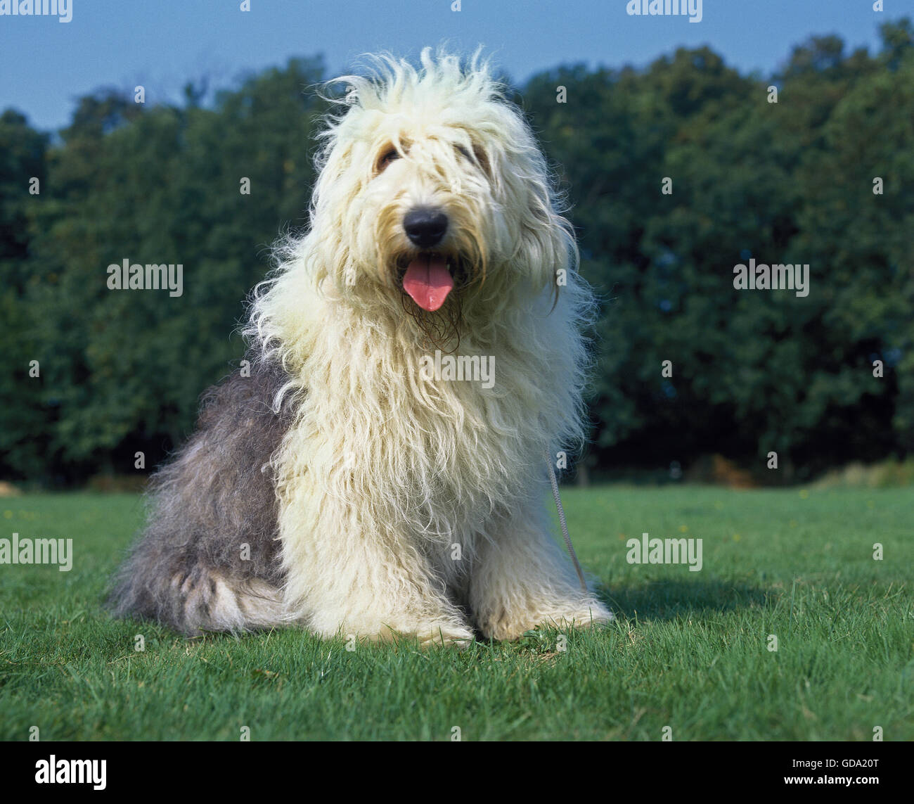 Old English Sheepdog Resting In Green Grass Stock Photo, Picture