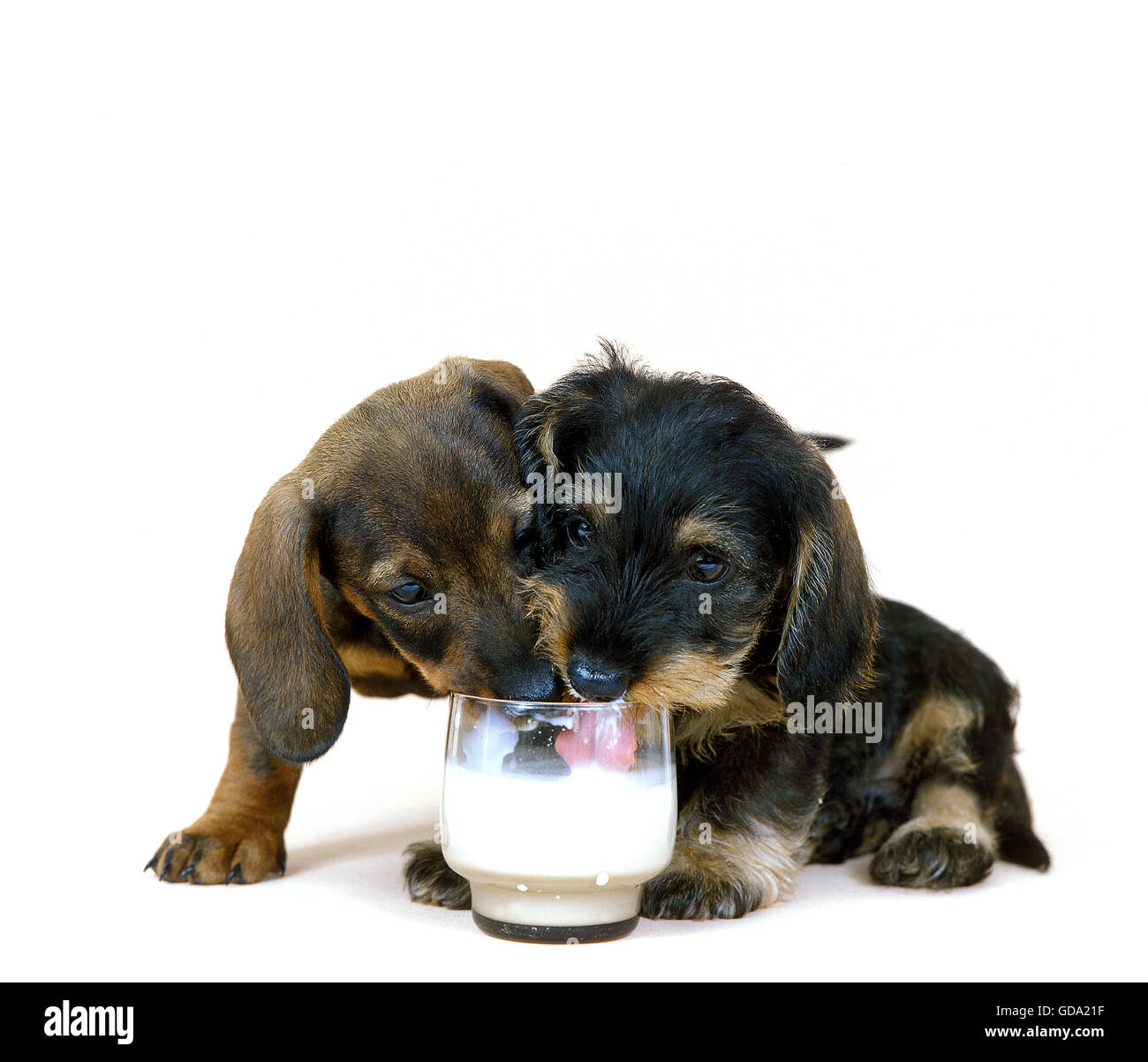 WIRE-HAIRED DACHSHUND AND SMOOTH-HAIRED DACHSHUND, PUPPIES DRINKING MILK Stock Photo