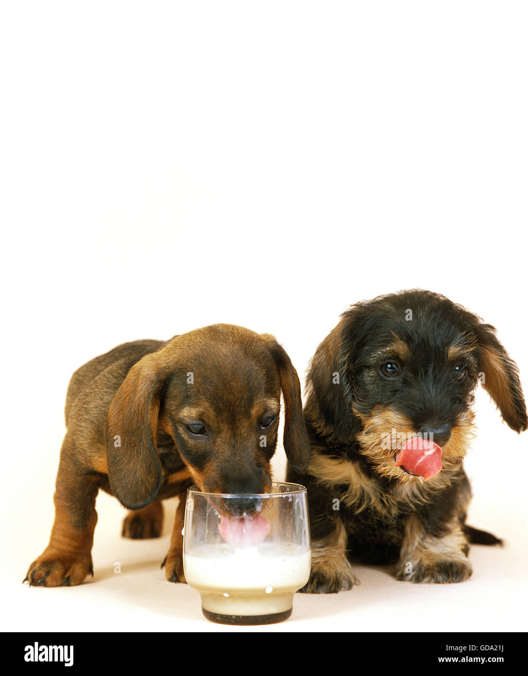 WIRE-HAIRED DACHSHUND AND SMOOTH-HAIRED DACHSHUND, PUPPIES DRINKING MILK Stock Photo